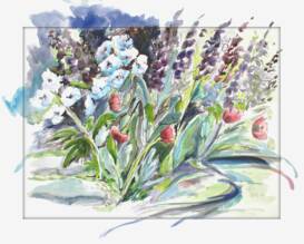 Poppies and delphiniums Monhegan Island